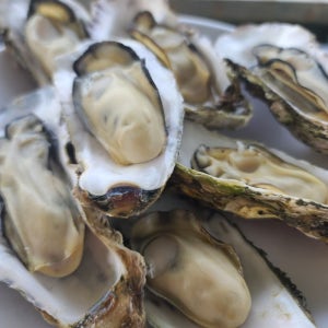 통영굴 석화 10kg 세척