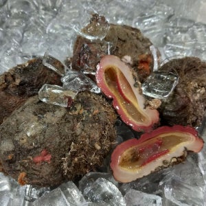 통영 자연산 돌멍게 1kg 8미내외 횟감