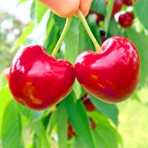 얼리지 않은 고당도 칠레 생체리 500g 1kg