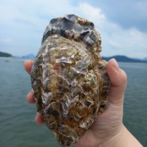 삼배체굴 바위굴 통영 벚 자연산 압도적크기 고단백 세척 5kg