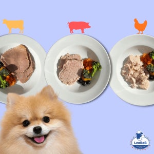 견생만찬 스타터팩 수비드 수제 화식 자연식 눈물케어 다이어트 건강식 심장건강 알러지케어