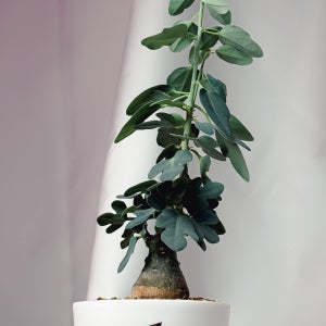 [동일품] 아프리카 희귀 다육 식물 아데니아 스피노사 결혼축하집들이 선물 테이블소품