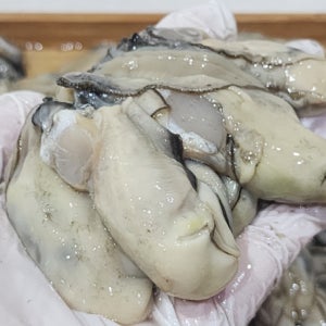 통영 생굴 3kg 제철 손질 포장 굴국 굴밥 국전