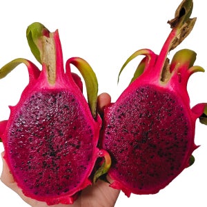 베트남 용과 홍 적용과 레드 화이트 5과 10과