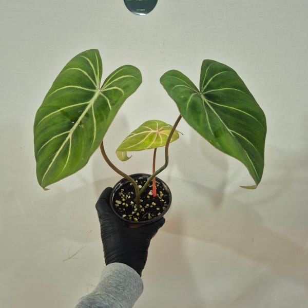 필로덴드론 글로리오섬 다크폼 10cm (랜덤배송)