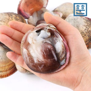 여수 자연산 제철 새조개 손질 샤브샤브용