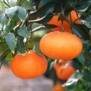 제주 노지 레드향 10kg 제철 가정용