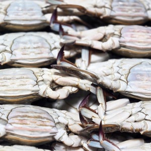 최상급 연평도 알배기 암꽃게 5kg [꼬복상회]