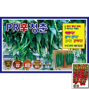 PR신청춘 1200립 고추 씨앗 조생 다수확 청양 매운맛 숙기 빠름 극대과 KS
