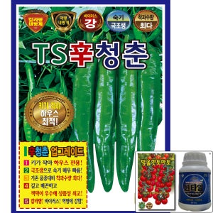 TS신청춘 1200립 고추 씨앗 조생 다수확 청양 매운맛 숙기 빠름 극대과 KS