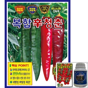 복합신청춘 1000립 복합 내병계 조생 터널 조생 고추 씨앗 숙기 빠름 극대과 KS