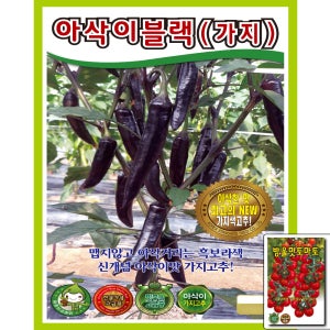 아삭이블랙 100립 미인보라 보라 고추 아삭이 가지 안매운 맛있는 샐러드 KS