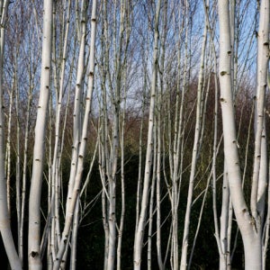 잭큐몬티 자작나무 묘목 도렌보스 수고 20cm 조경수 가로수