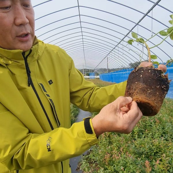 블루베리 묘목 2년생 신품종 두탕이블루