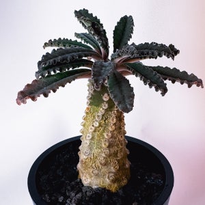 [동일품] 아프리카 희귀 다육 식물 돌스테니아 라브라니 결혼축하집들이 선물 테이블소품