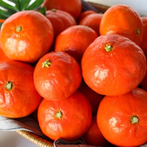 제주 홍매향 2kg 3kg 5kg 홍미향 동백향 산지직송