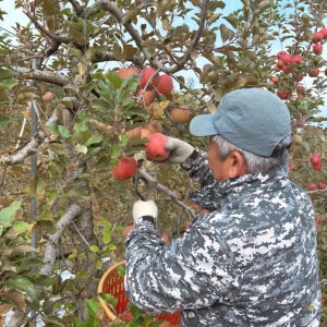 부사 미얀마 의성 춘산 사과 쥬스용 식당용 착즙용 미색사과 5kg 10kg