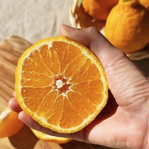 제주 한라봉 5kg 3kg 제주도 써니트 한라봉 가정용 선물세트