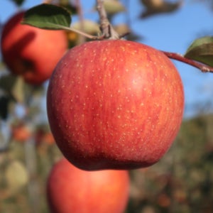 밀양얼음골사과 부사 못난이사과 흠과 산지직송 10kg