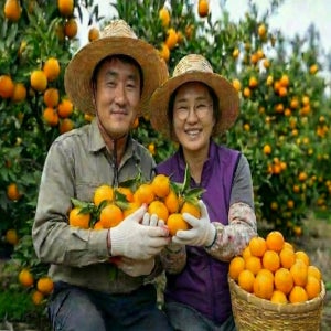 [꿀맛] 타이벡 고당도 타이백 귤 효돈감귤 로얄과, 9kg, 1개