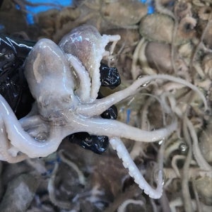 국내산 활 낙지 5미 산소포장 탕탕이 볶음 낙지호롱 연포탕