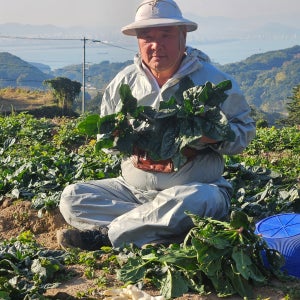 해풍맞고 자란 남해 사포닌 성분 노지 시금치 3kg, 1개