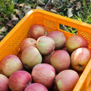 안동 꿀 사과(산지직송) 꼬마 가정용, 2kg, 1개