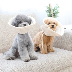 [개놀자] 오가닉 펜타곤 넥카라 강아지 고양이 중성화넥카라 2개세트