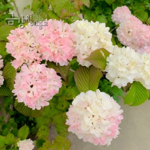 분홍설구화 핑크오데마리 개화주 H0.2 화분묘/H0.5 다관형 분묘 월동가능 고급정원수