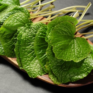 국산 생 와사비잎 고추냉이잎 와사비 뿌리