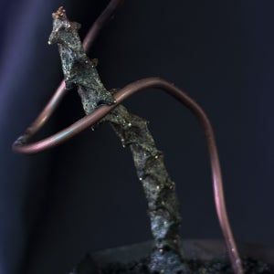 아프리카 희귀 다육 식물 세로페기아 기키이 인테리어 선물 테이블소품