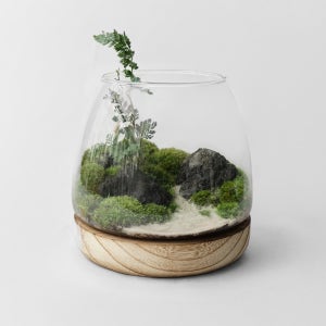 이끼 숲 테라리움 C TYPE 유치원소녀 테라리움 DIY 키트