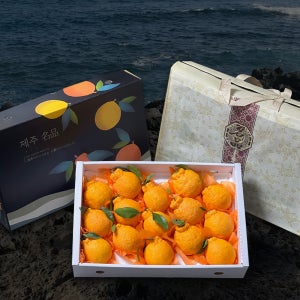 제주 만감류 혼합 세트 한라봉 천혜향 레드향 선물