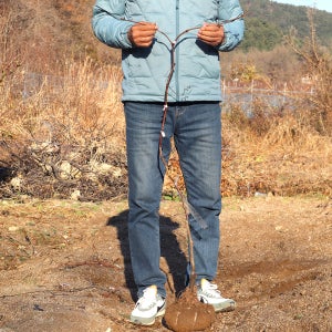 포도나무묘목 3년생 결실주 분묘 거봉