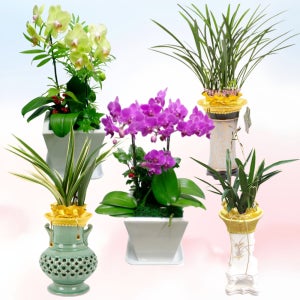 부산 남구서양란 남구 동양란 철골소심 호접란 승진난배송 천사꽃배달