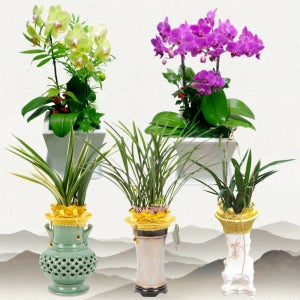 대구승진축하난배달 대구시취임축하화분 취임 영전 진급난 천사플라워