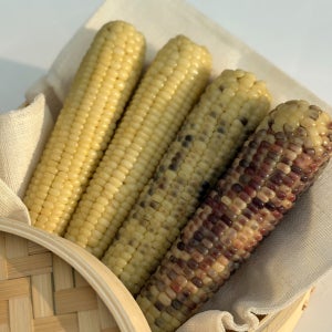 강원도 찰옥수수 대용량 실속형 냉동 찐 옥수수 미백 흑찰 (NON-GMO)