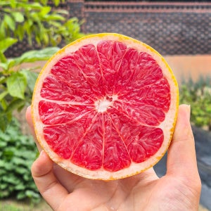 자몽 청 주스 가정용 카페 업소용 2kg 4kg