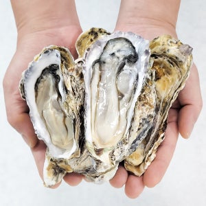 당일수확 통영 석화 생굴 10kg 100미 내외 산지직송 세척굴 제철 겨울 굴