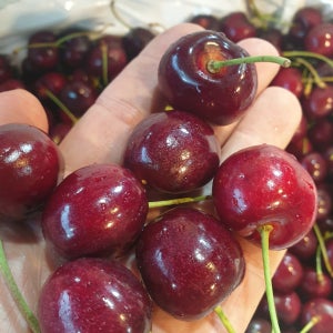 탱글달콤 생 체리 9-9.5R 고당도 왕체리 수입산 5kg