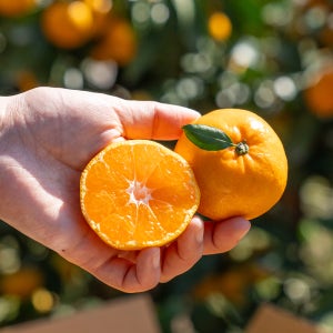 올레길감귤 당도선별 제주 가정용 산지직송 9kg, 1개