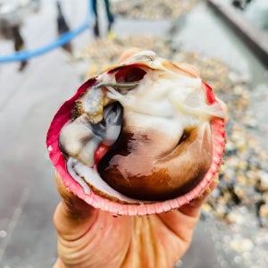 푸드어택 새조개 손질 샤브샤브 국내산 자연산 제철 실중량 500g, 1개