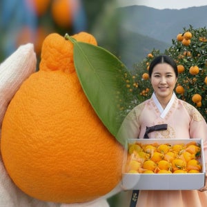 [산지직송] 제주 귤 한라봉 선물세트 중과, 4.5kg, 1개