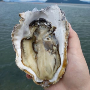 꼬뭉이네 통영 삼베체굴 1kg 통굴 (3-5미내외)