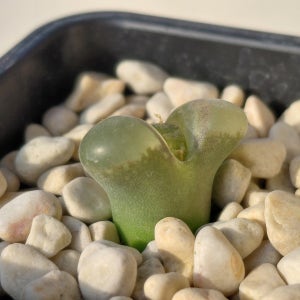 코노피튬 리디아에 MSG3165 (KJ)