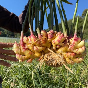 씨생강 10kg 2025년 경북 영주 직접생산