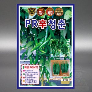 KS PR신청춘 600립 역병 내병 조생종 강한 매운맛 청양 고추 씨앗 씨 종자