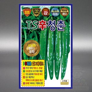 KS TS신청춘 1200립 칼라 역병 내병 극조생 하우스 키작은 청양 고추 씨앗 씨 종자