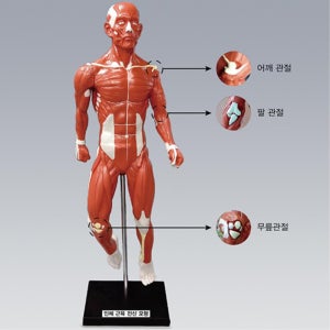 고등학교 과학실 근육관절 관찰실험 인체 근육 전신모형 원리실습 교실꾸미기 만들기