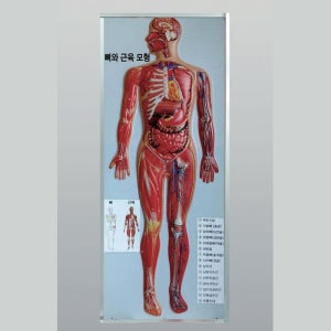 학교 과학실 인체 뼈구조 근육모형 공인기관 시험성적품 예비중 사이언스 학습준비물